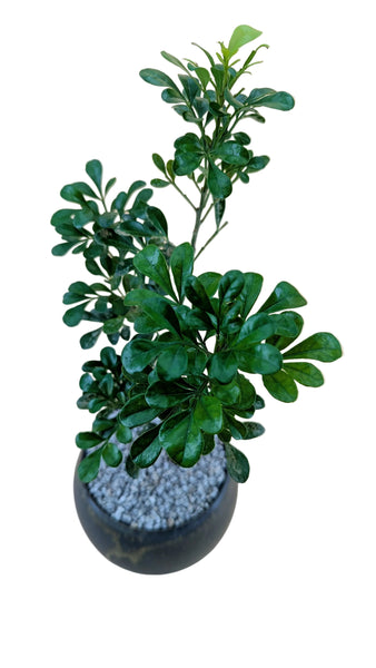 'Guchi' the Chinese Perfume Tree