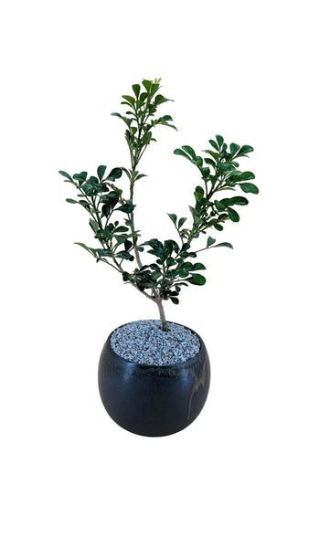 'Guchi' the Chinese Perfume Tree