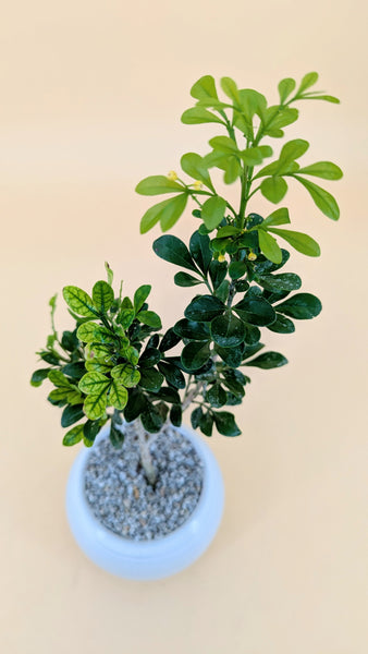 'Guchi' the Chinese Perfume Tree