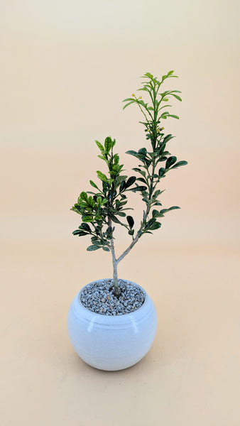 'Guchi' the Chinese Perfume Tree