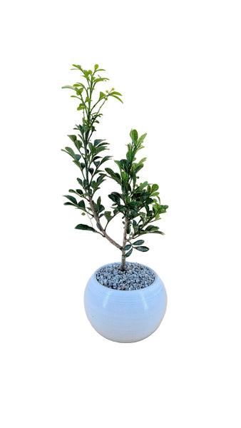 'Guchi' the Chinese Perfume Tree