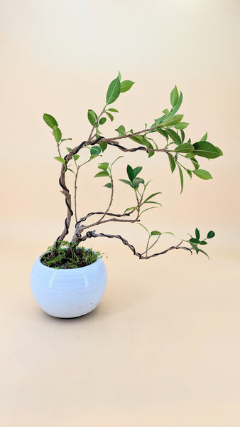 'Hal' the Chinese Banyan - #826