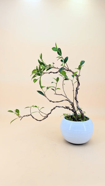 'Hal' the Chinese Banyan - #826