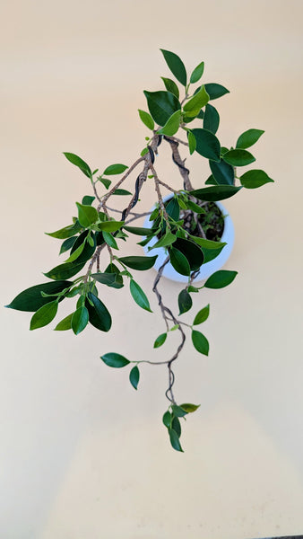 'Hal' the Chinese Banyan - #826