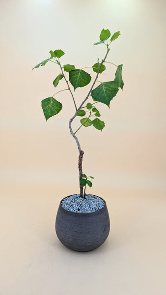 'Charlie' the Eastern Cottonwood- #527