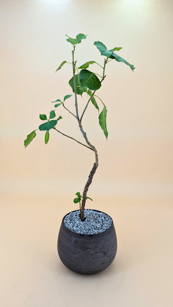 'Charlie' the Eastern Cottonwood- #527
