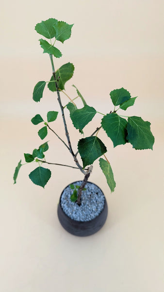 'Charlie' the Eastern Cottonwood- #527