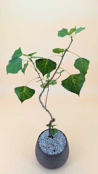 'Charlie' the Eastern Cottonwood- #527