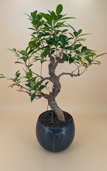 'Hal' the Chinese Banyan XXL - #927