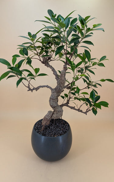 'Hal' the Chinese Banyan XXL - #927