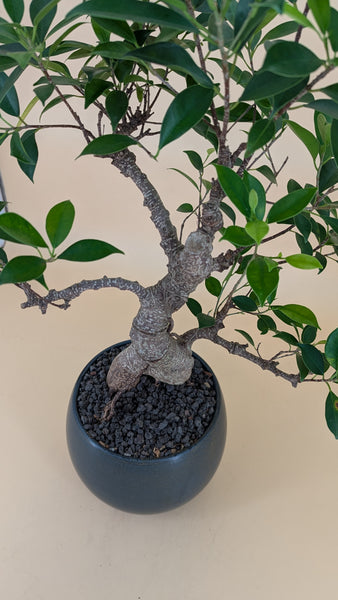 'Hal' the Chinese Banyan XXL - #927