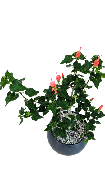 'Hana' the Sleeping Hibiscus