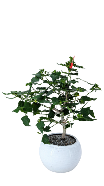 'Hana' the Sleeping Hibiscus