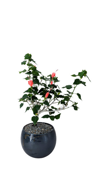 'Hana' the Sleeping Hibiscus