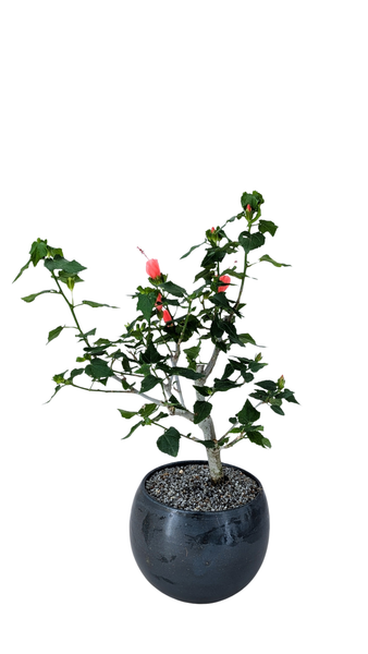 'Hana' the Sleeping Hibiscus