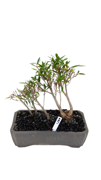 'Nene' the Willow Leaf Fig - #851