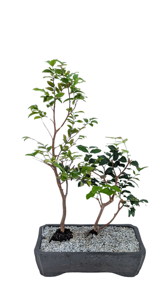 'Jeb' the Jaboticaba Tree -#855
