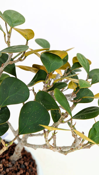 'Dolly' the Mistletoe Fig Tree - #852