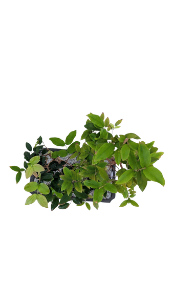 'Jeb' the Jaboticaba Tree -#855
