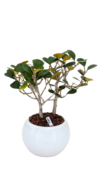 'Dolly' the Mistletoe Fig Tree - #852