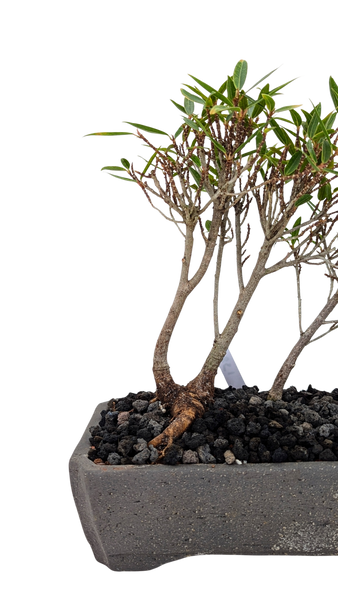 'Nene' the Willow Leaf Fig - #851