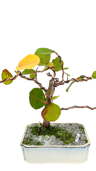'Coco' the Sea Grape - #807