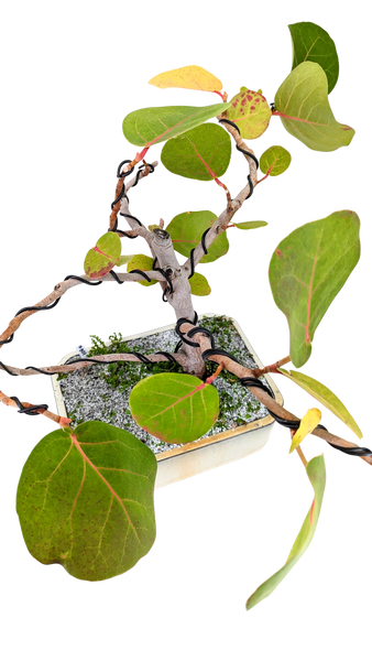 'Coco' the Sea Grape - #807