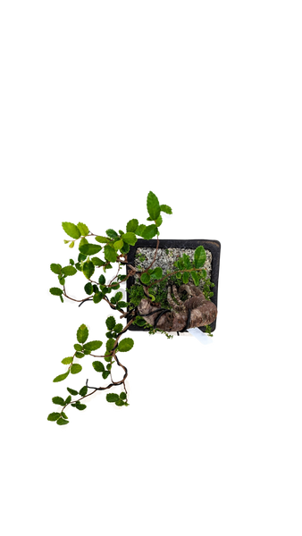'Zen' the Chinese Elm - #594