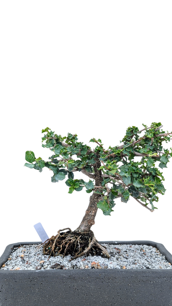 'Holly' the Dwarf Holly - #868