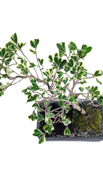 'Molly' the Variegated Triangle Ficus - #853