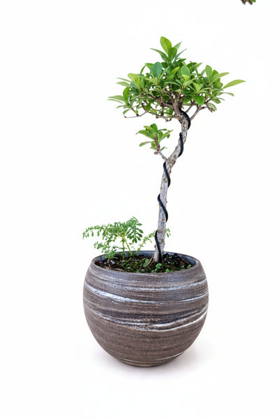 'Dora' the Black Olive in Dune Planter