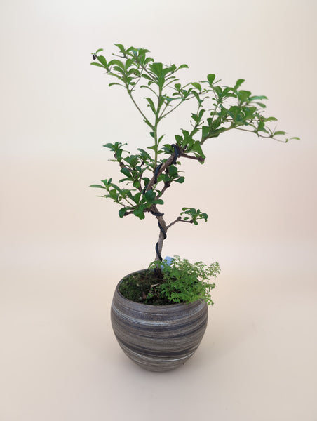 'Dora' the Black Olive in Dune Planter