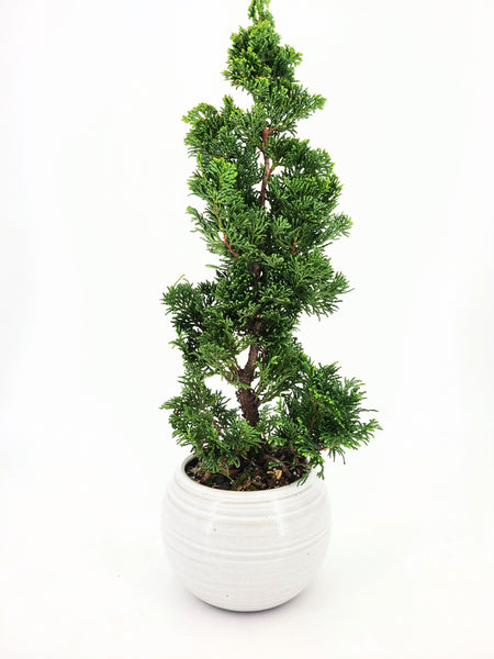 'Howell' the Hinoki Cypress