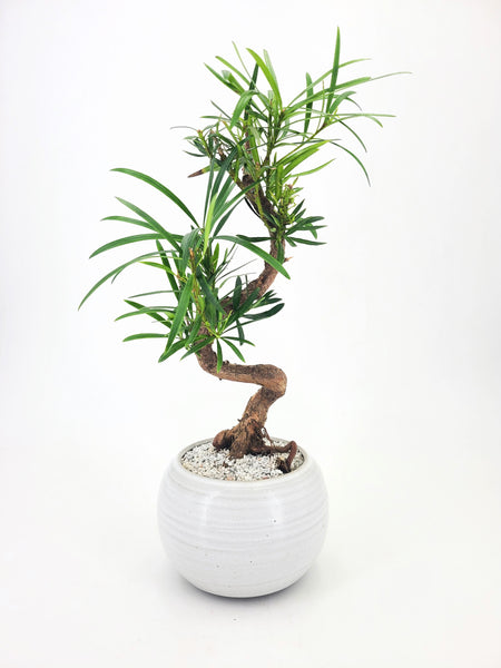 'Podrik' the Buddhist Pine