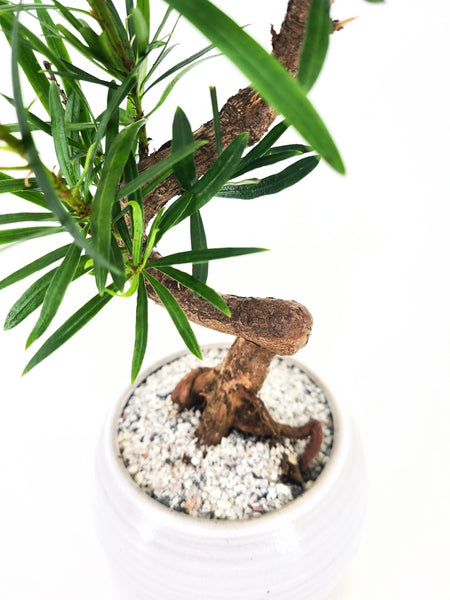 'Podrik' the Buddhist Pine
