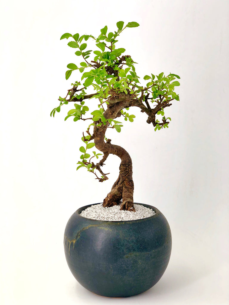 Japanese Elm Bonsai The Bonsai Shop Dandy Farmer