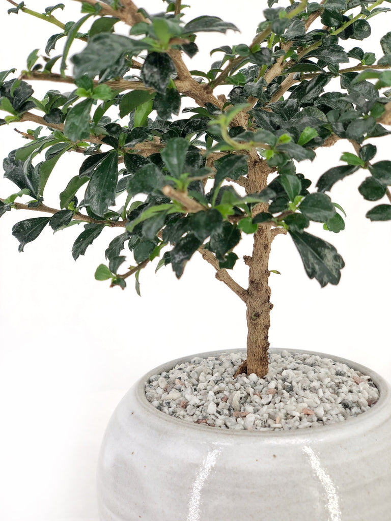Dwarf Philippine Tea Tree Bonsai | The Bonsai Shop – Dandy Farmer