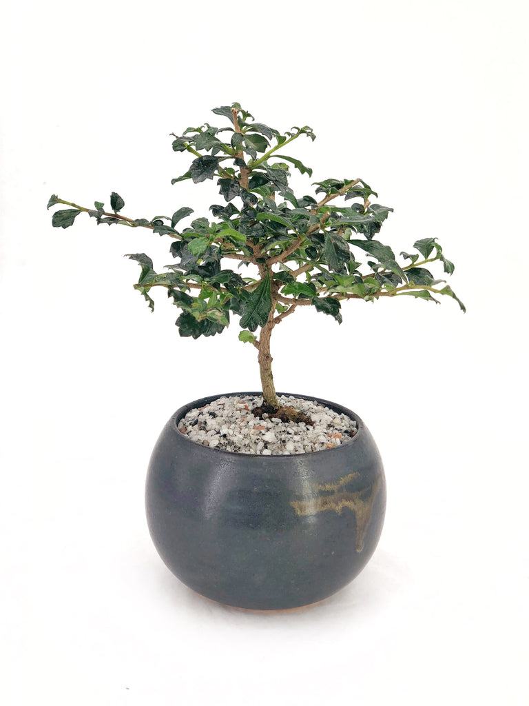 Dwarf Philippine Tea Tree Bonsai | The Bonsai Shop – Dandy Farmer