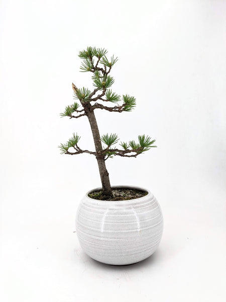 'Peter' the Japanese White Pine - #402