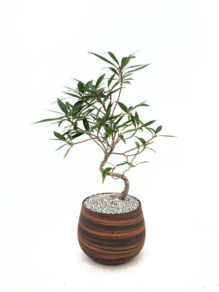 'Nora' the Willow Leaf Fig