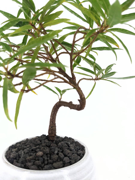 'Nora' the Willow Leaf Fig
