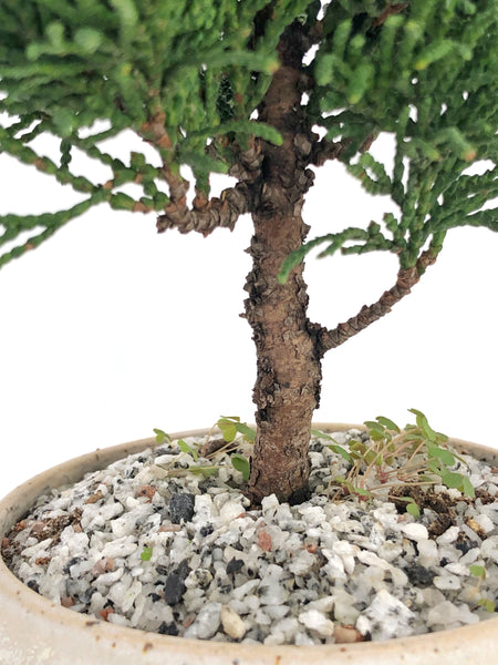 'Howell' the Hinoki Cypress