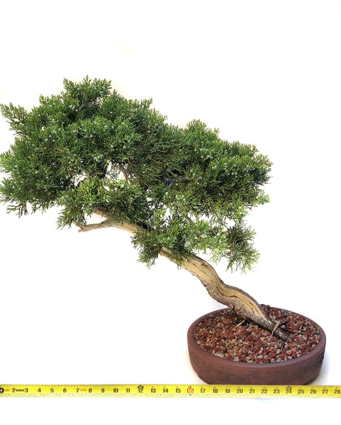cedar tree bonsai Eastern Red Cedar