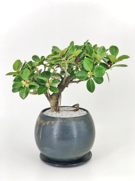 'Tig' the Green Island Fig