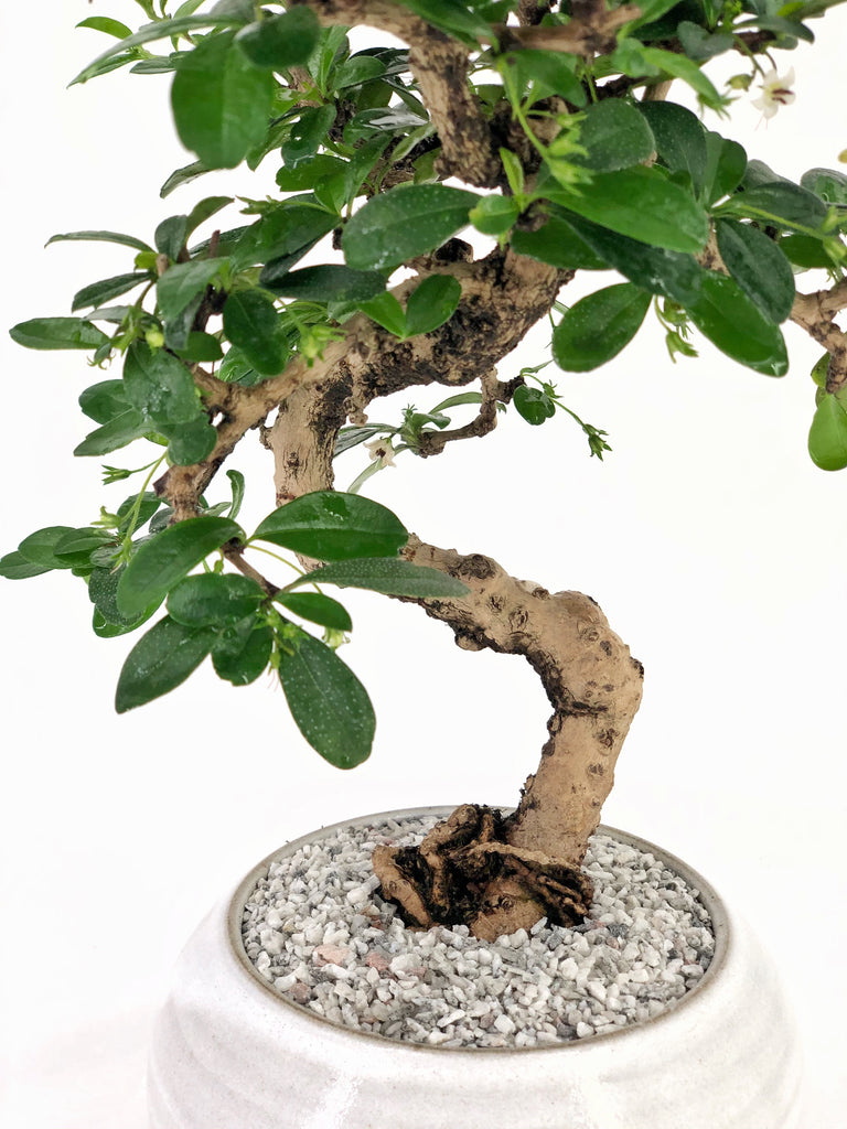 Philippine Tea Tree Bonsai The Bonsai Shop Dandy Farmer