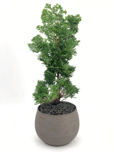 'Howell' the Hinoki Cypress