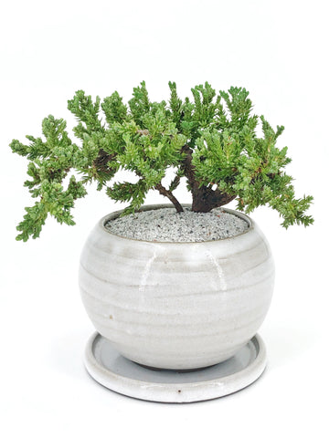 Japanese Garden Juniper Bonsai | The Bonsai Shop – Dandy Farmer