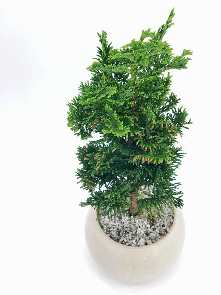 'Howell' the Hinoki Cypress