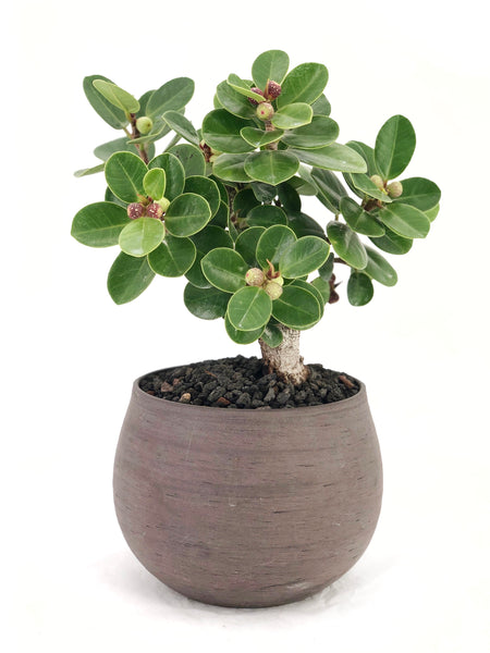 'Tig' the Green Island Fig