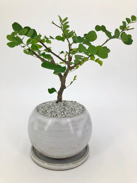 bloodwood tree bonsai 'Diego' the Bloodwood Tree